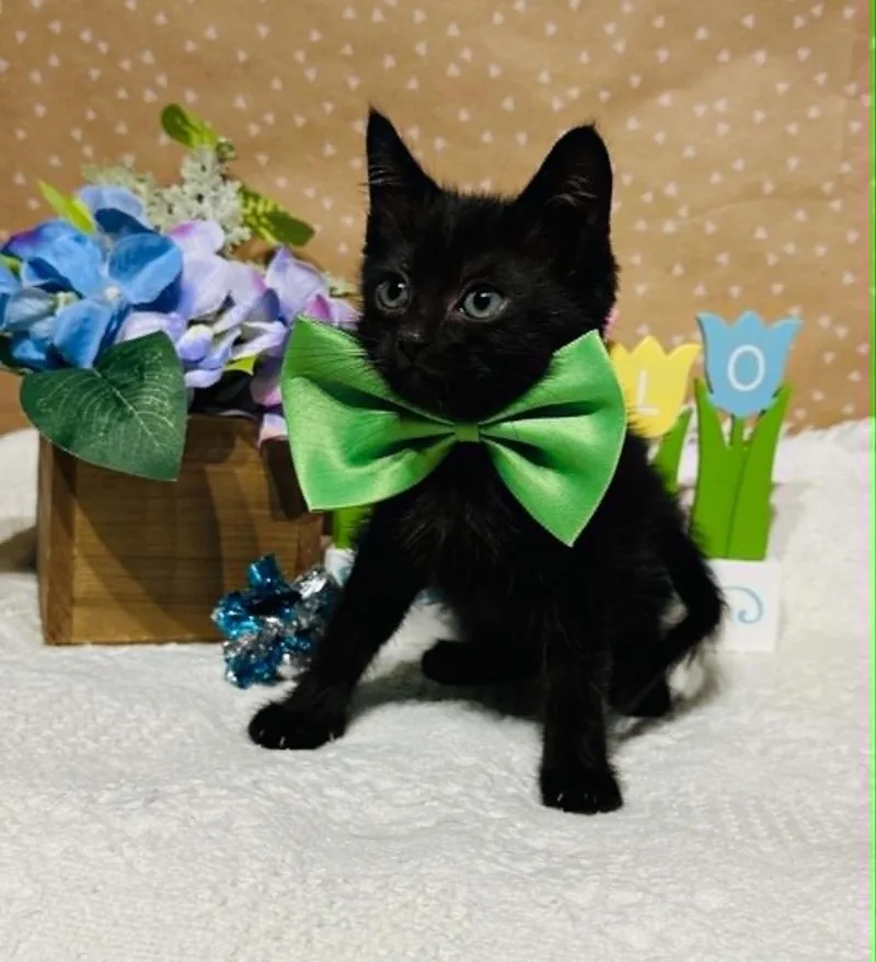 A baby small-sized male Black Domestic Short Hair cat named Peanut Wigglebutt for adoption in Groveland, MA