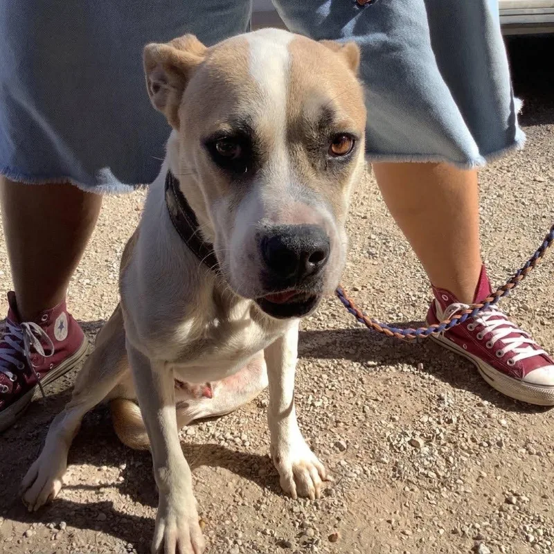 A young medium-sized male Yellow / Tan / Blond / Fawn Mixed Breed dog named Rabbit for adoption in Austin, TX