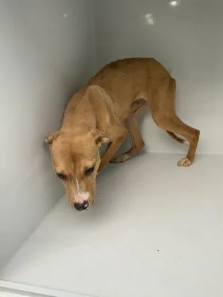 A young medium-sized female Pit Bull Terrier dog named Muffin for adoption in Atlanta, GA