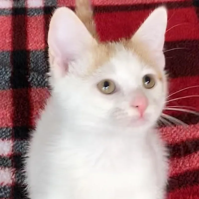 A baby medium-sized male Orange / Red Domestic Short Hair cat named Nugget for adoption in Liverpool, TX