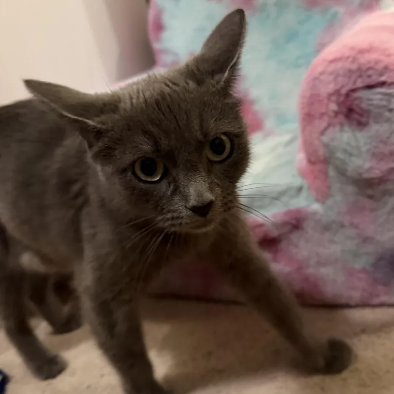 A young medium-sized female Gray / Blue / Silver Domestic Short Hair cat named Nebula for adoption in Pleasanton, CA