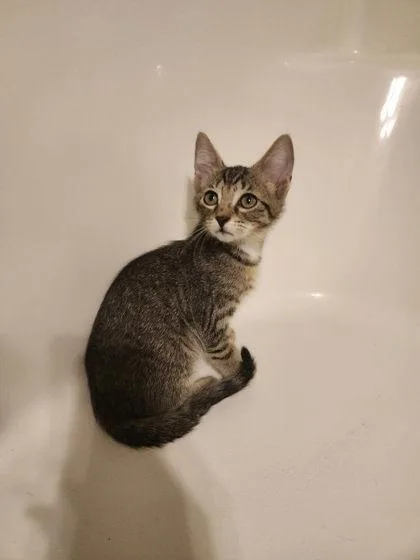 A baby medium-sized female Domestic Short Hair cat named Calypso Louisville for adoption in Savannah, GA