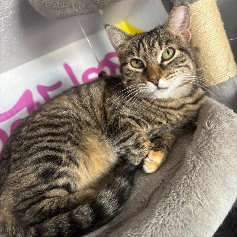 An adult medium-sized female Brown / Chocolate Domestic Short Hair cat named Amber for adoption in Midland, TX