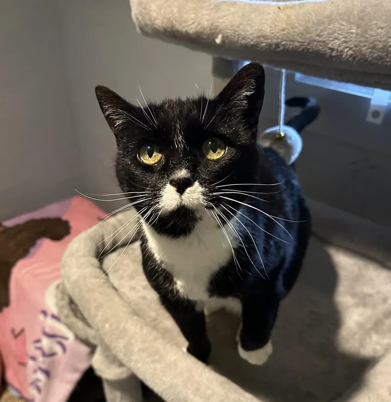 An adult medium-sized female Tuxedo cat named Flower for adoption in Stagecoach, NV