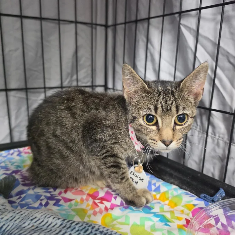 A baby small-sized female Gray / Blue / Silver Domestic Short Hair cat named Eloise for adoption in Normal, IL