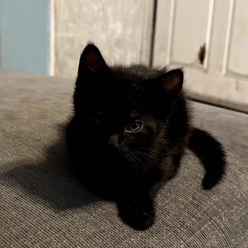 A baby small-sized female Black Domestic Short Hair cat named Marlin for adoption in Pacific Palisades, CA