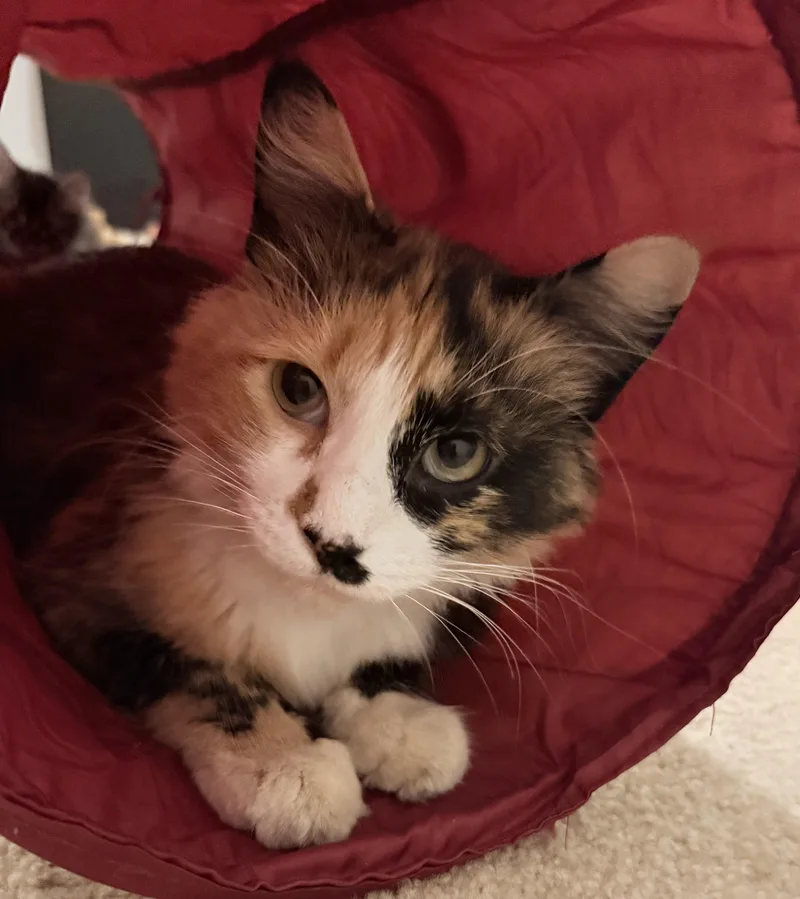 An adult medium-sized female Calico cat named Mama Twix for adoption in Blaine, MN