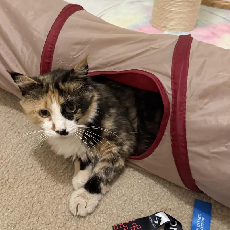 Mama Twix thumbnail 2