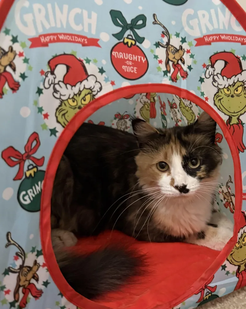Mama Twix thumbnail 3