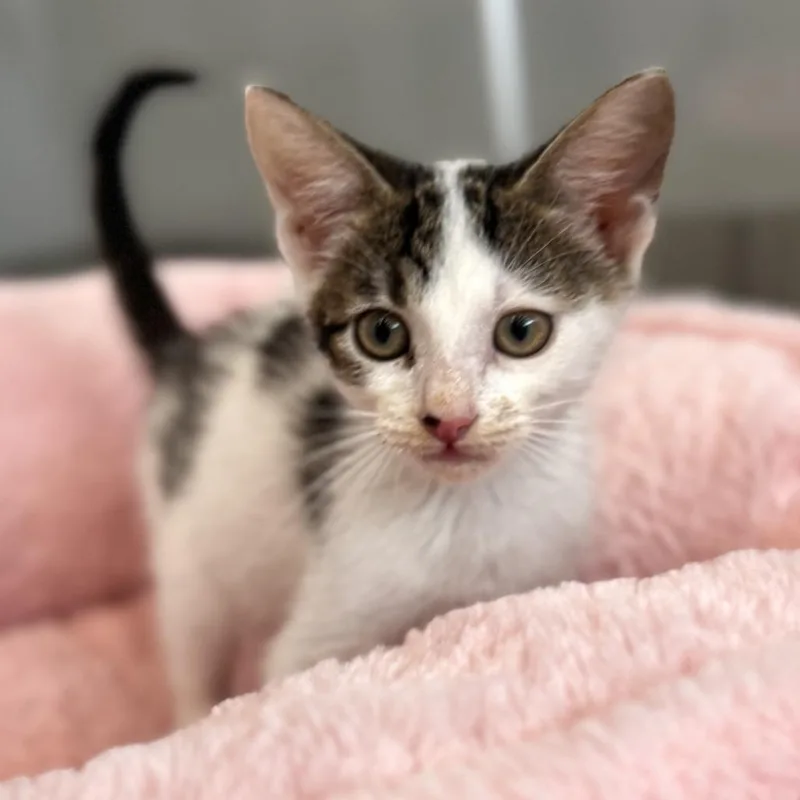 A baby small-sized male White Domestic Short Hair cat named Yeti for adoption in Bradenton, FL