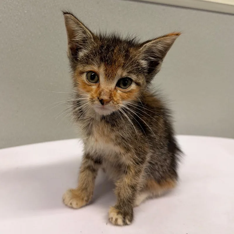 A baby small-sized female Torbie Domestic Short Hair cat named Nelly for adoption in Clearwater, FL