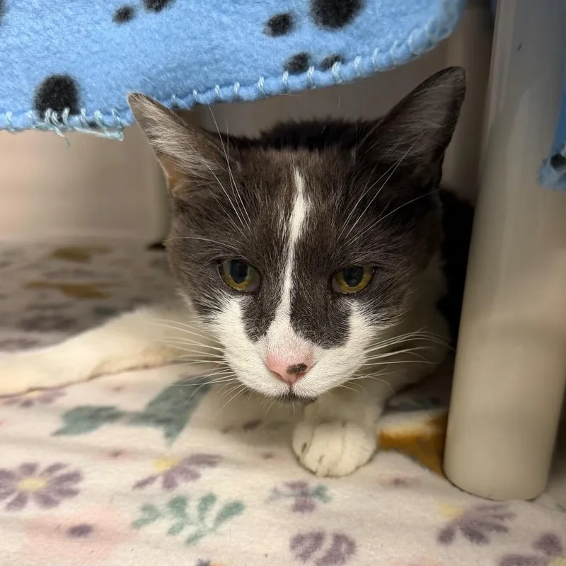 A senior medium-sized female Domestic Short Hair cat named Darla for adoption in Watertown, NY