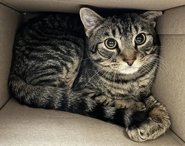 A young medium-sized male Domestic Short Hair cat named Rumba for adoption in Stratham, NH