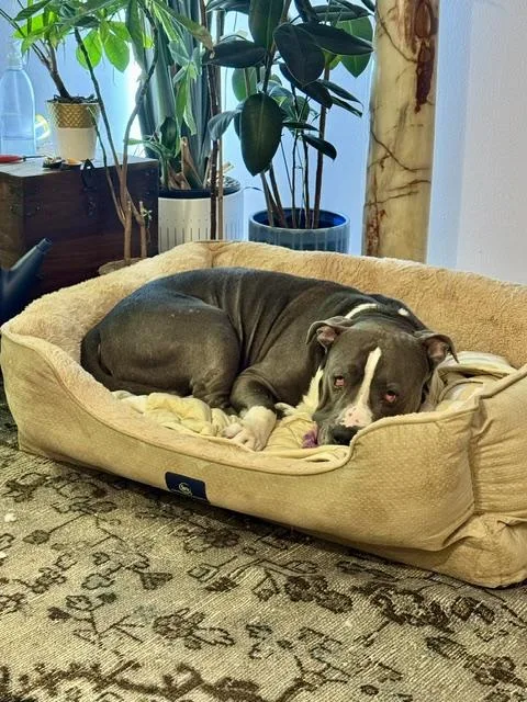 An adult large-sized male Gray / Blue / Silver American Staffordshire Terrier dog named Gus for adoption in New York, NY