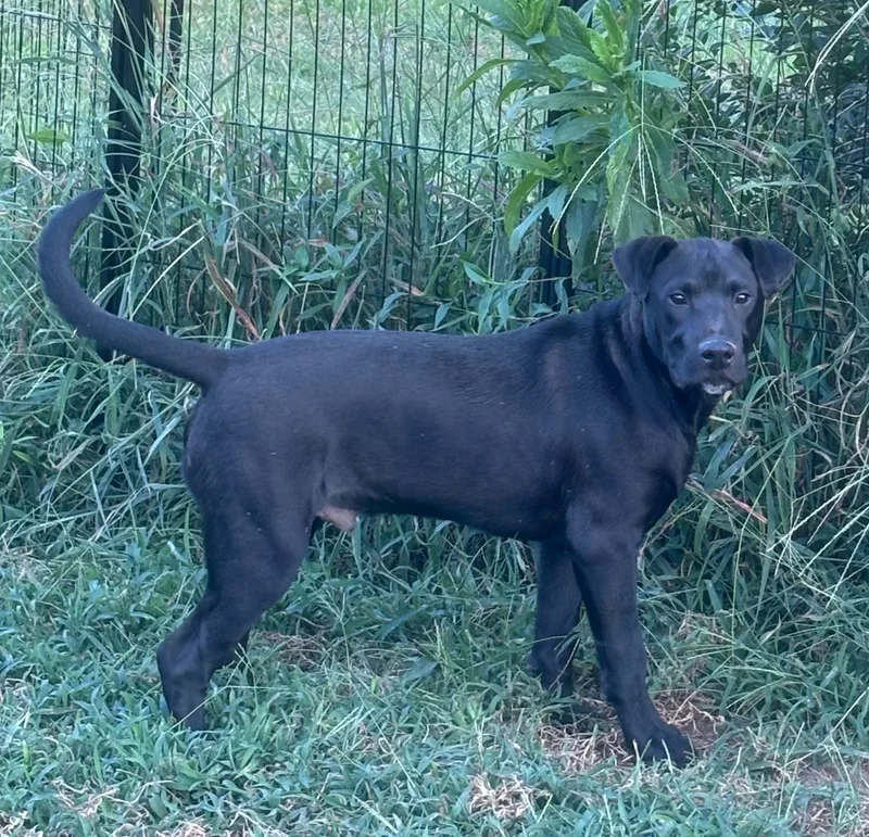 A young medium-sized male Tricolor (Brown, Black, & White) Labrador Retriever dog named Pedro for adoption in Pontotoc, MS