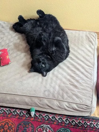 Gatita