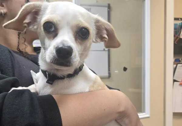 An adult small-sized female Chihuahua dog named Honey for adoption in Oceanside, CA