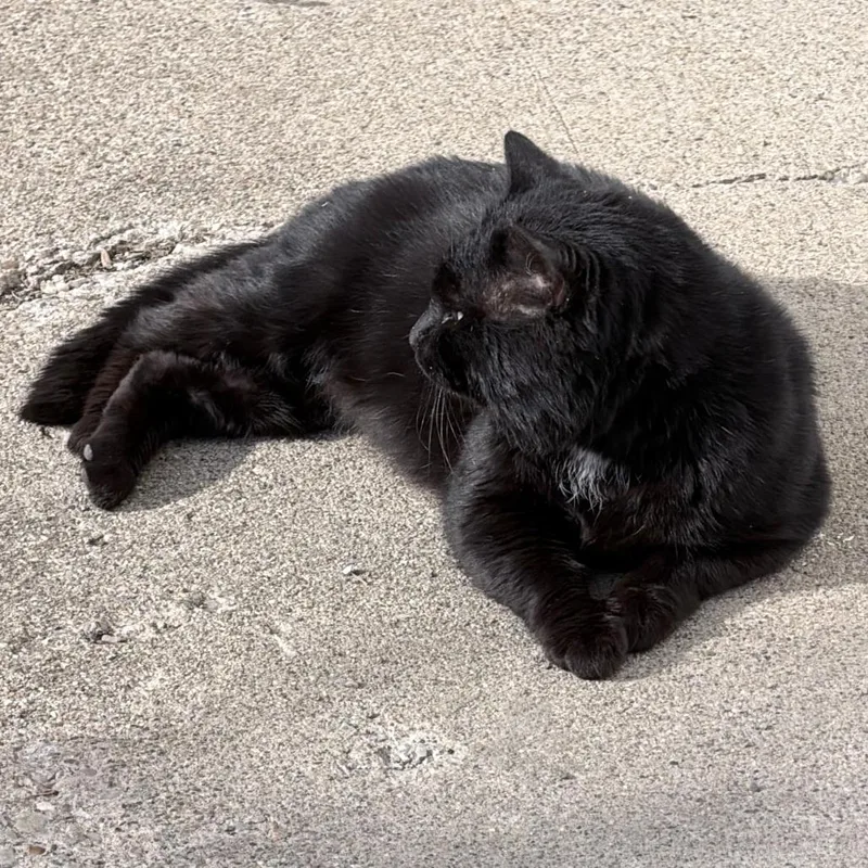 An adult small-sized male Black Domestic Short Hair cat named Kalu for adoption in Shelbyville, IN