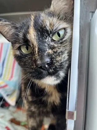 An adult large-sized female Black Domestic Short Hair cat named Miss Ma'am for adoption in Kansas City, MO