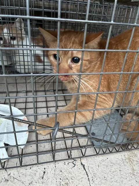 A young medium-sized female Domestic Short Hair cat named Toulouse for adoption in Louisville, KY