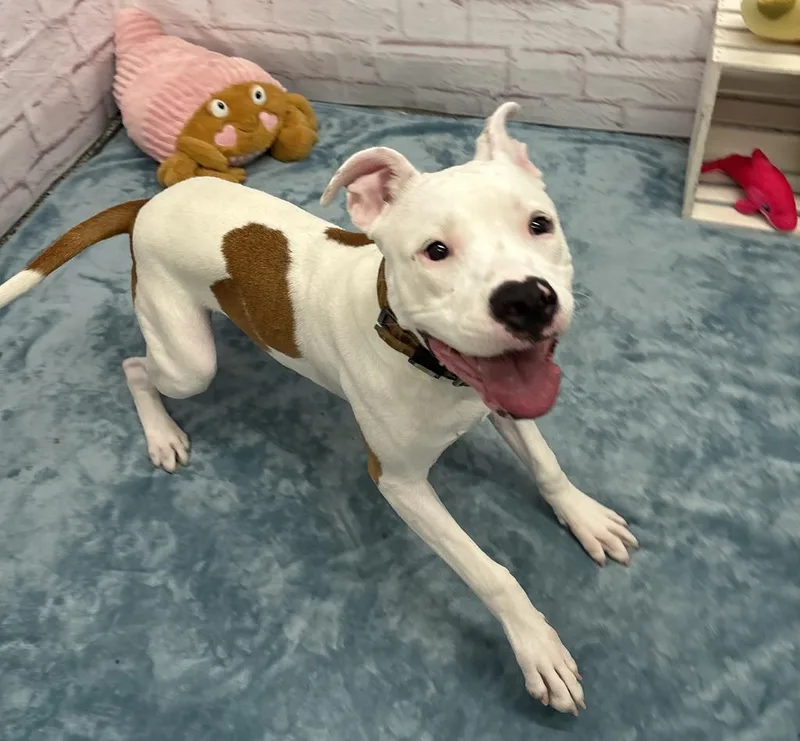 A baby medium-sized male American Bulldog dog named Wippie Tanko for adoption in Detroit, MI