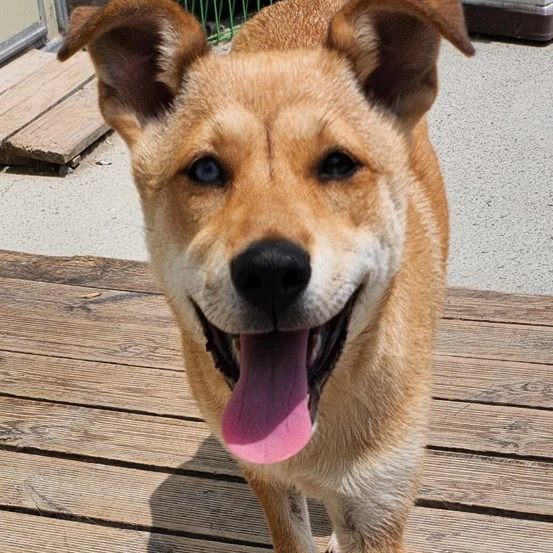 A young medium-sized female Jindo dog named Cutie for adoption in Duluth, GA