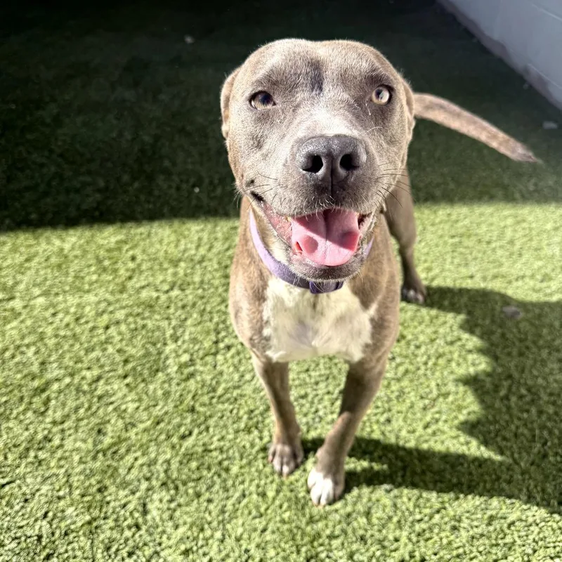 An adult medium-sized female Gray / Blue / Silver Terrier dog named Frannie for adoption in LOXAHATCHEE, FL