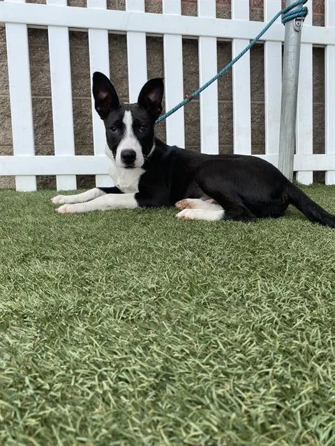 A young small-sized male Border Collie dog named Tig for adoption in Modesto, CA
