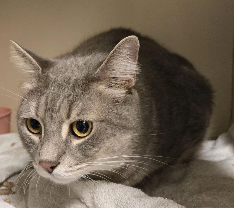 An adult medium-sized male Domestic Short Hair cat named Greysen bonded with for adoption in Windsor, CT