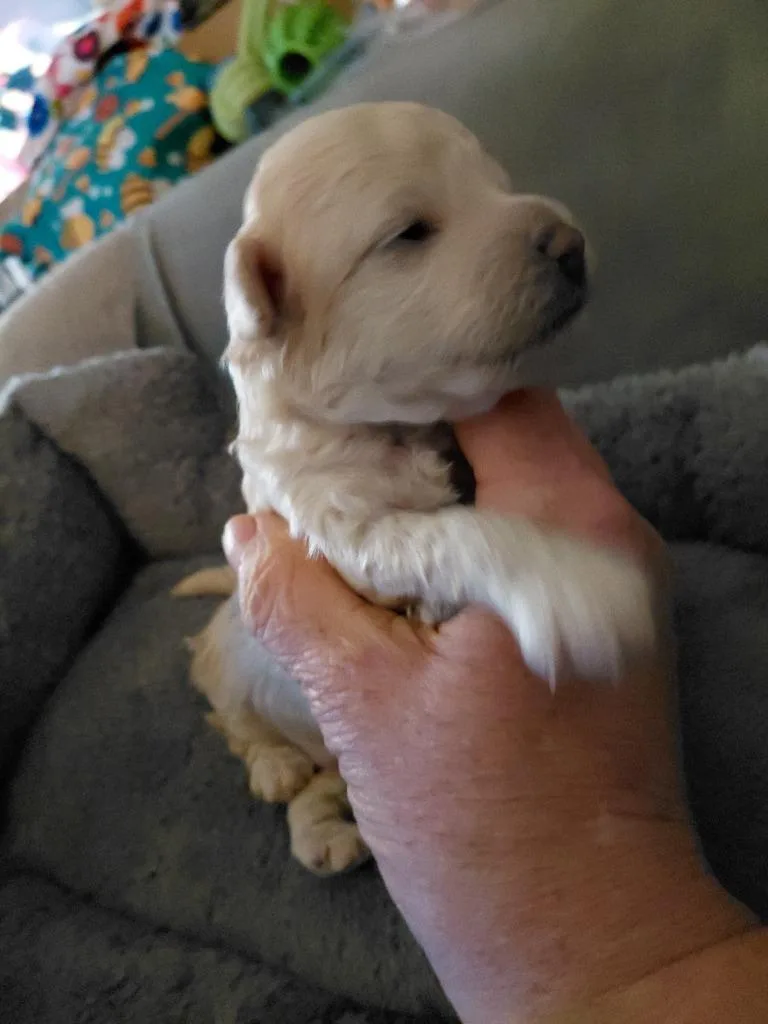 A baby small-sized male Poodle dog named Marco for adoption in Spring, TX