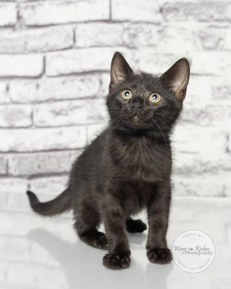 A baby medium-sized female Black Bombay cat named Queen for adoption in Tuscaloosa, AL