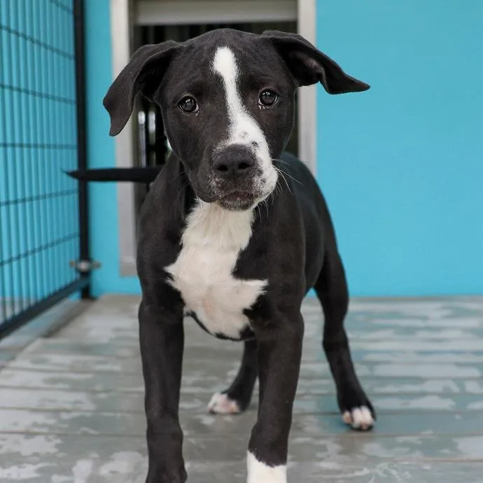 A baby large-sized female Black Pit Bull Terrier dog named Maeve for adoption in Bradenton, FL