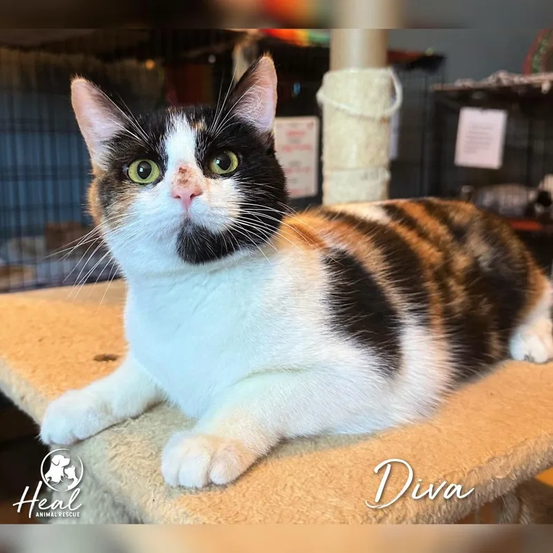 A young medium-sized female Calico Domestic Short Hair cat named Diva for adoption in Youngwood, PA