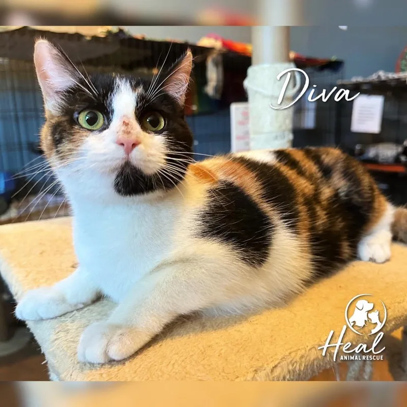Diva thumbnail 2