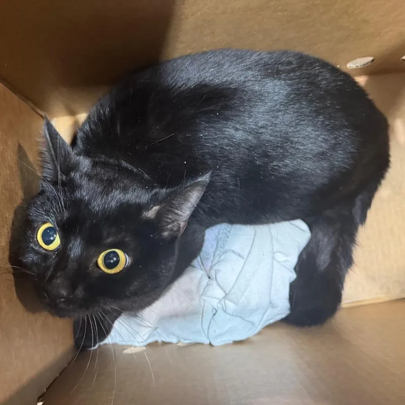 A young medium-sized male Black Domestic Short Hair cat named Night for adoption in Winston-Salem, NC