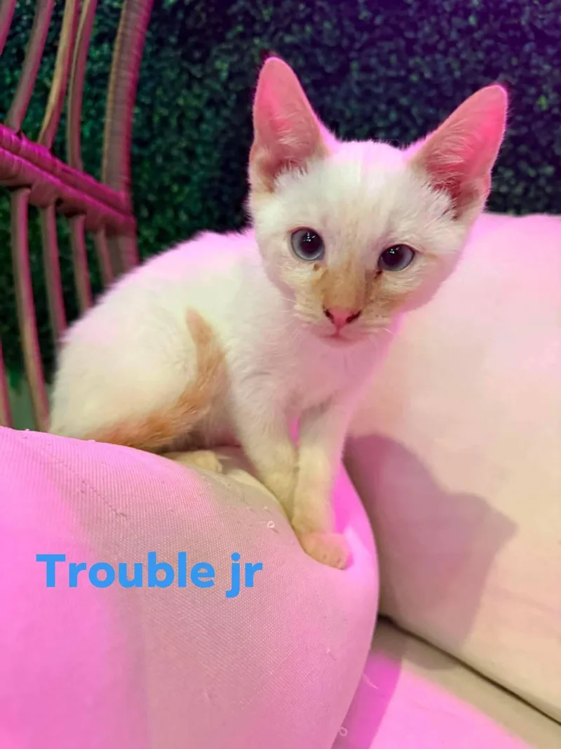 A baby medium-sized male Flame Point Domestic Short Hair cat named Trouble Jr for adoption in Cosby, TN