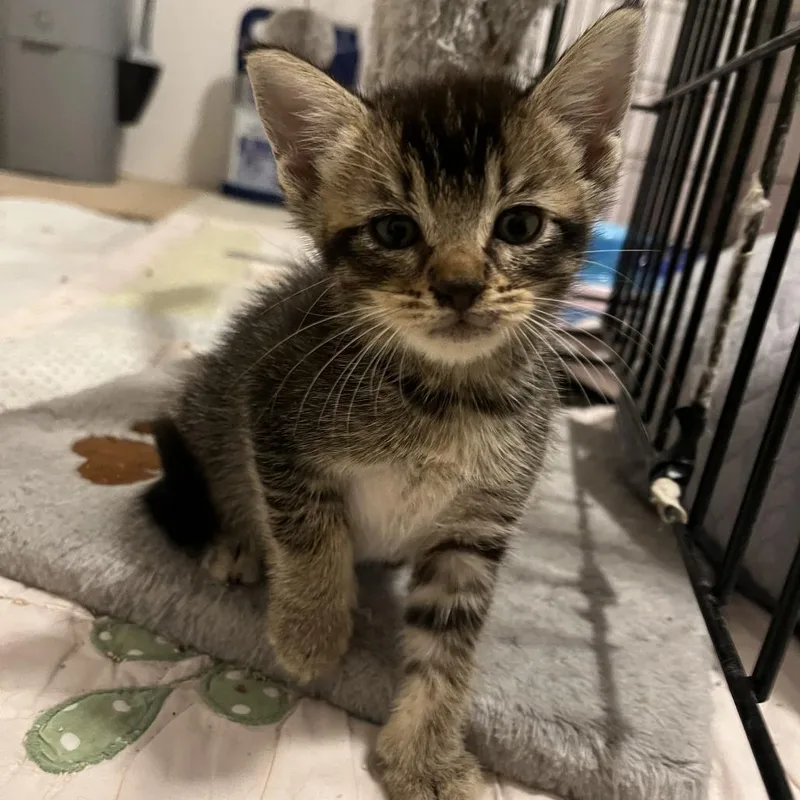 A baby small-sized male Domestic Short Hair cat named Jake for adoption in Roswell, GA