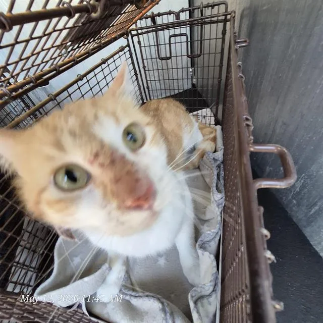 An adult small-sized male Domestic Short Hair cat named Dreamsicle for adoption in San Antonio, TX