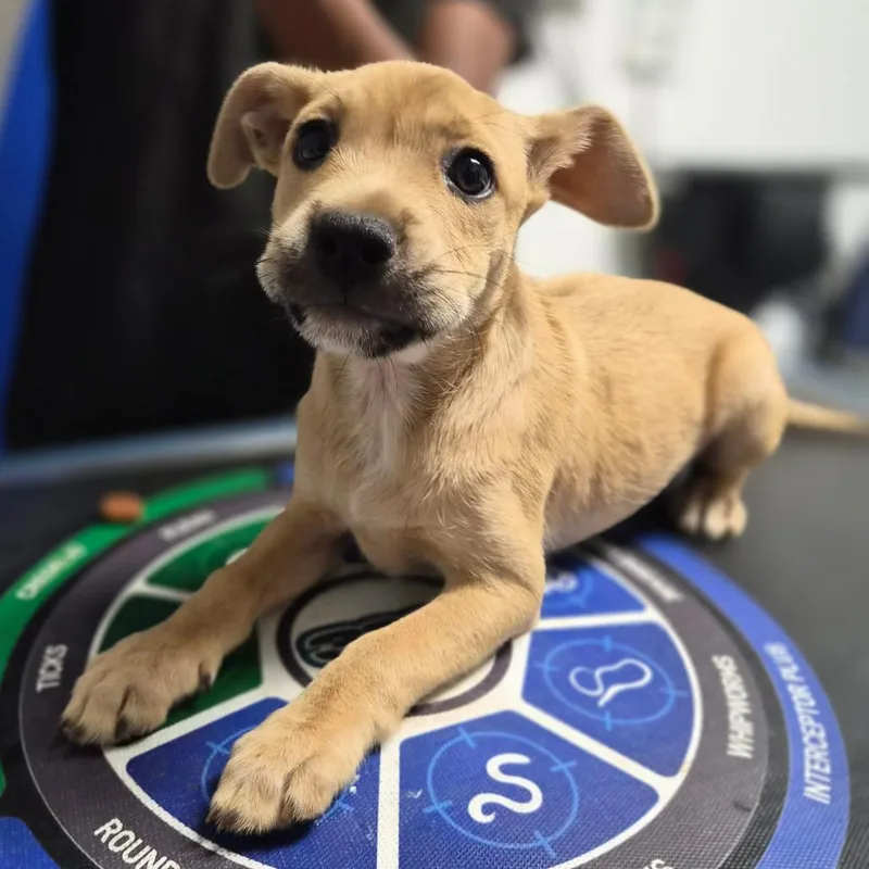A baby small-sized female Brown / Chocolate Mountain Cur dog named Sherri for adoption in Wahiawa, HI