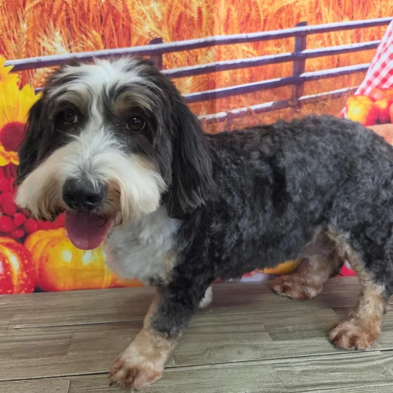 Truffle