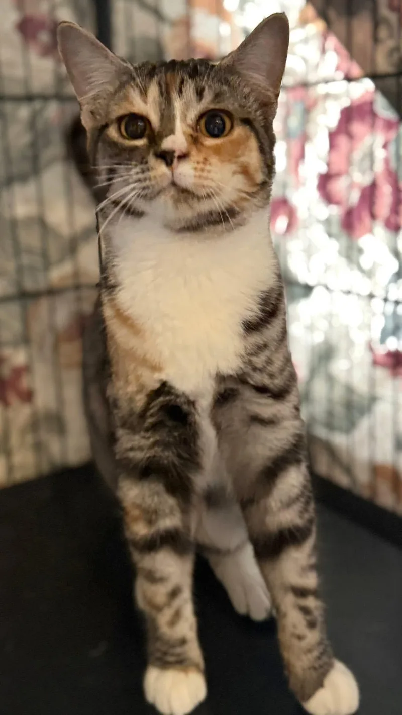 Talisa Tabico thumbnail 2