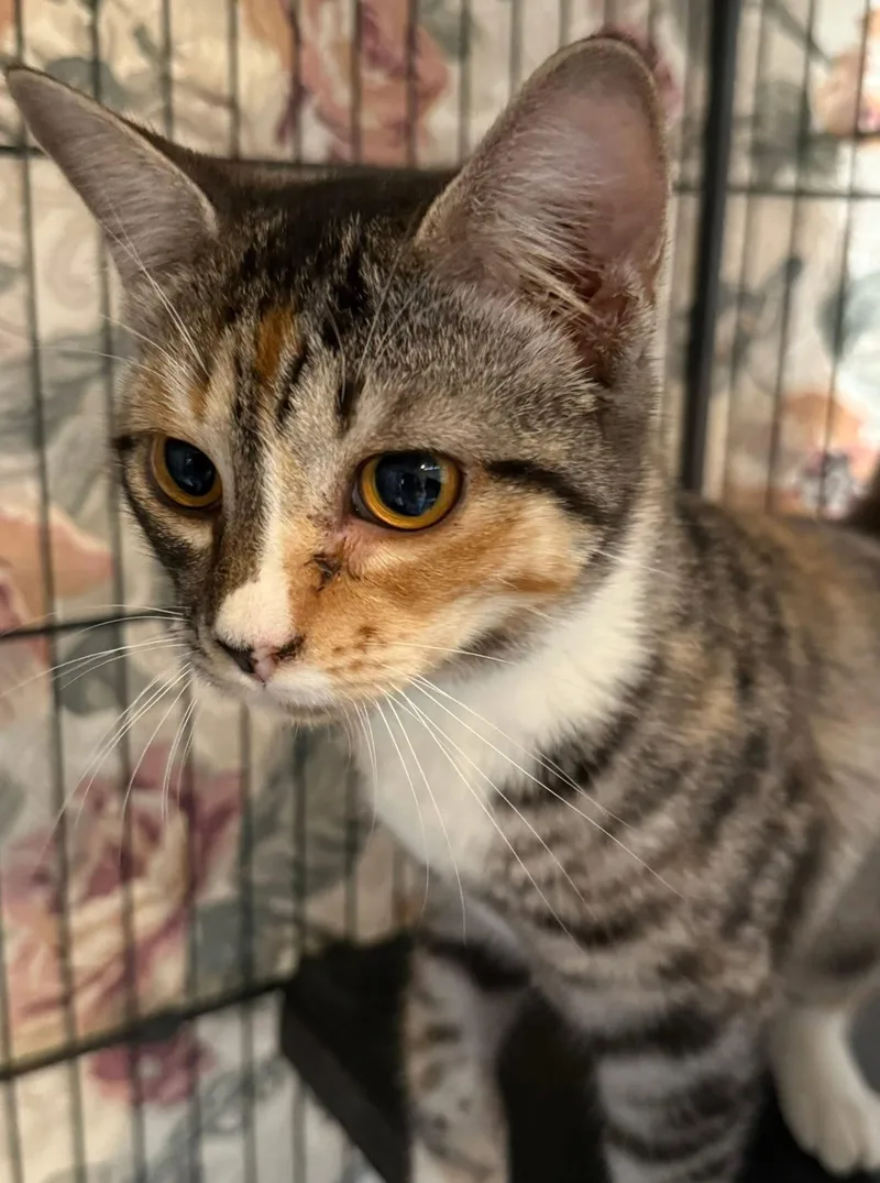 Talisa Tabico thumbnail 4