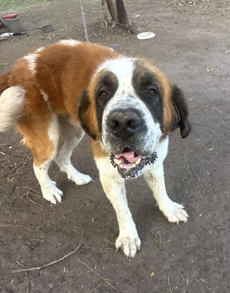 An adult large-sized male Saint Bernard dog named Beethoven for adoption in Gainesville, VA