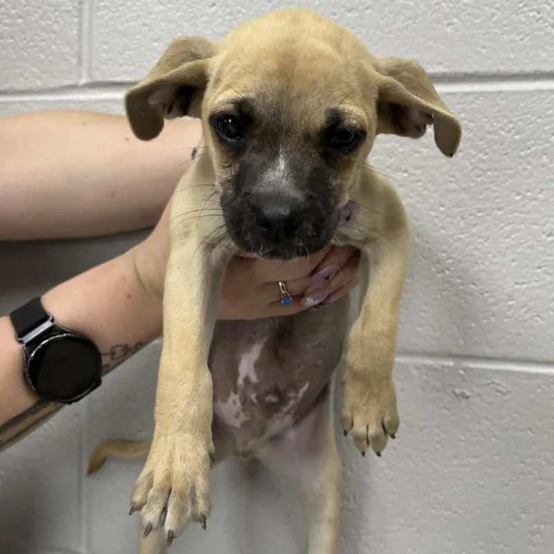 A baby small-sized male Apricot / Beige Mixed Breed dog named Biscoff for adoption in Lufkin, TX