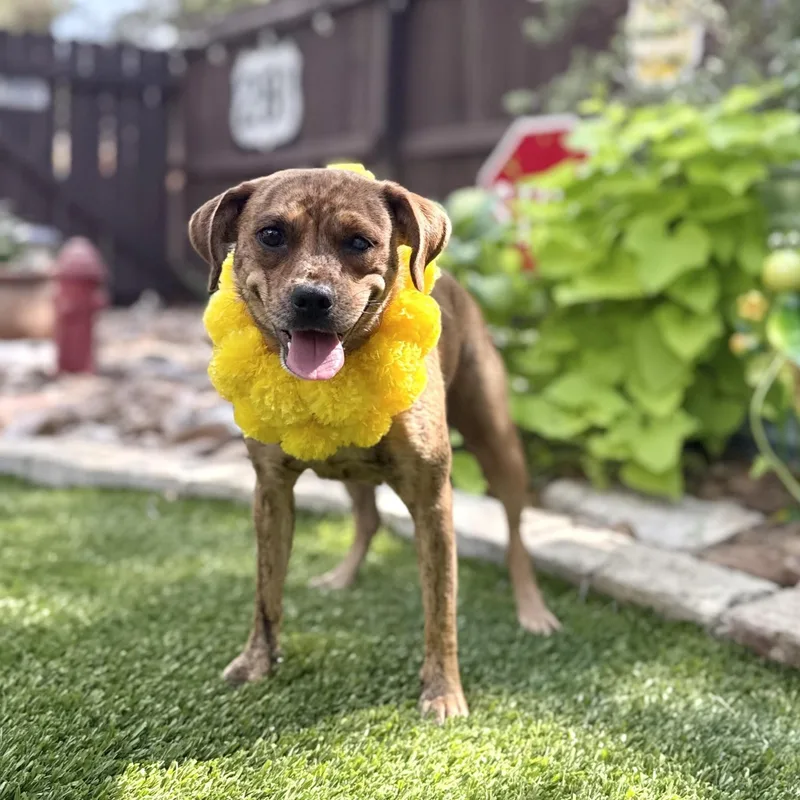 A young medium-sized female Brindle Beagle dog named Penny for adoption in Southport, CT