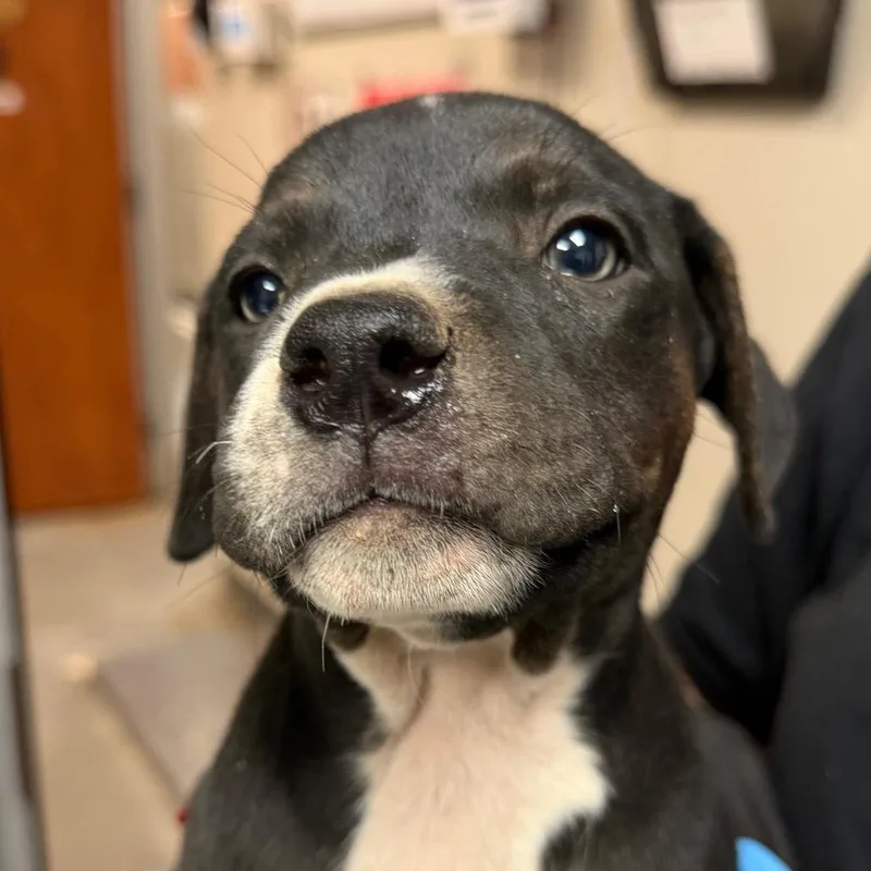A baby small-sized male Black Pit Bull Terrier dog named Zack for adoption in Yuma, AZ