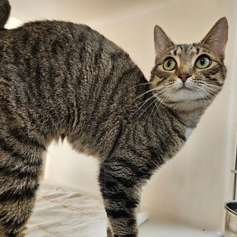 An adult medium-sized female Brown / Chocolate Domestic Short Hair cat named Calliope for adoption in Harrisonburg, VA