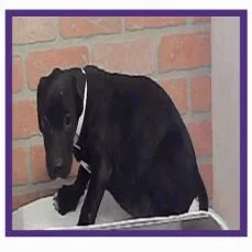 A baby medium-sized female Labrador Retriever dog named Anna for adoption in Tacoma, WA