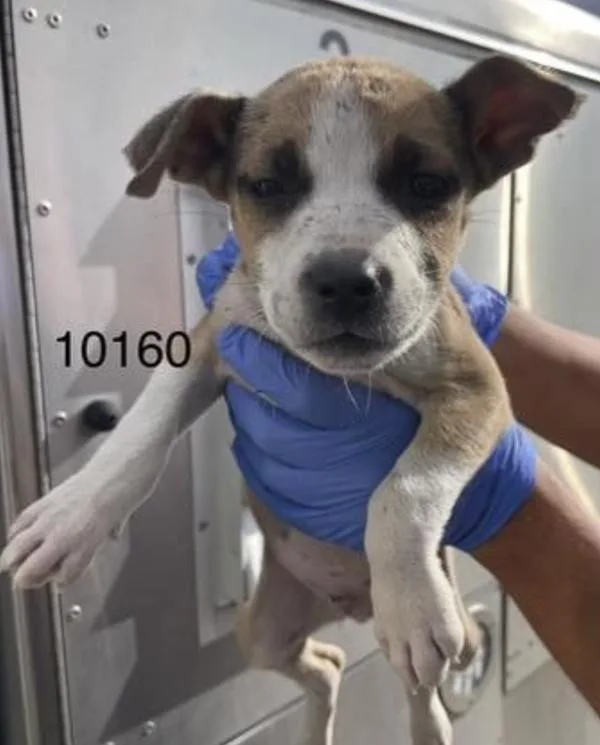 A baby medium-sized male Pit Bull Terrier dog named Wiggles for adoption in Victorville, CA