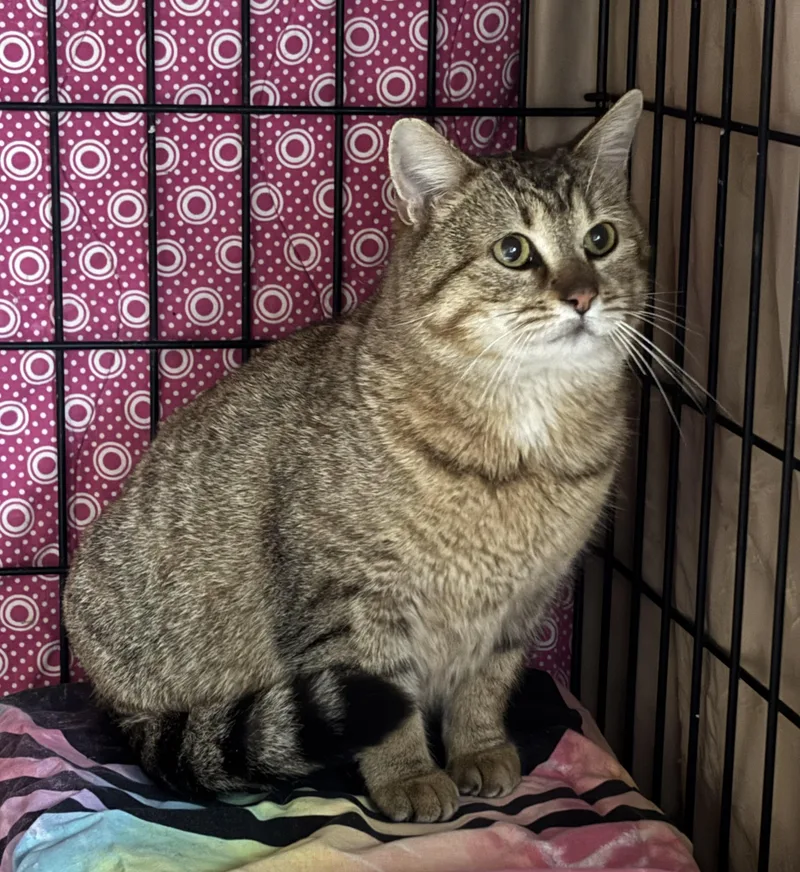 A young medium-sized female Tabby (Brown / Chocolate) Domestic Short Hair cat named Lola for adoption in Pittsburgh, PA